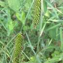 Image of smooth-stalked sedge