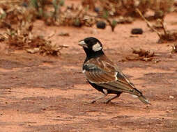 صورة Eremopterix leucotis (Stanley 1814)