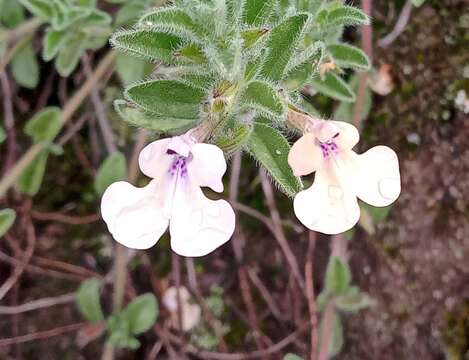 Imagem de Salvia axillaris Moc. & Sessé ex Benth.