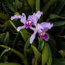 Image of Warscewicz's Cattleya