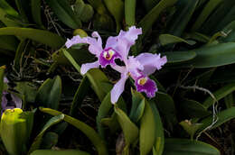 Image of Warscewicz's Cattleya