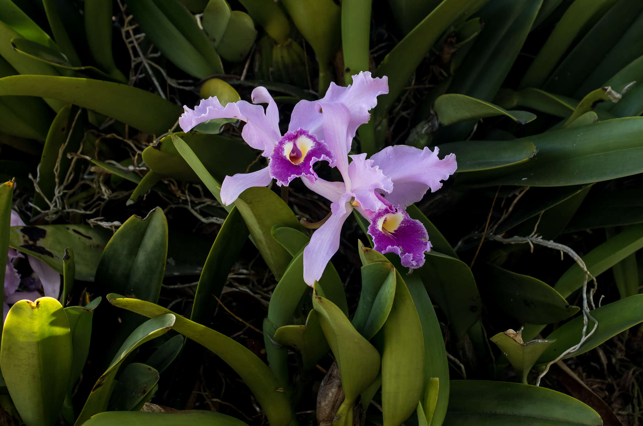 Image of Warscewicz's Cattleya