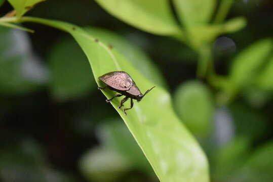 صورة Polychalma