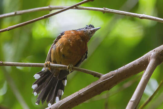 Image of Ferruginous Antbird