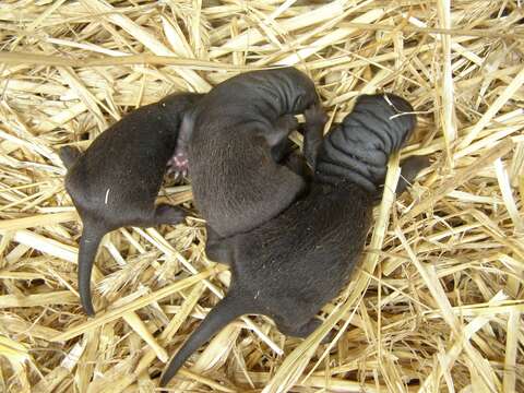 Image of American Mink