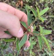 Plancia ëd Croton glandulosus var. septentrionalis Müll. Arg.