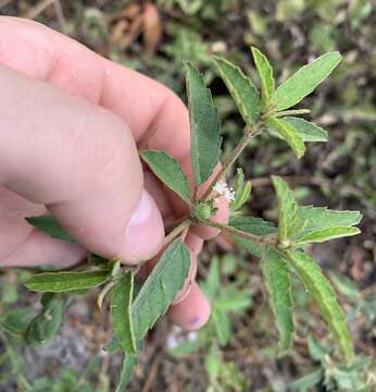 Слика од Croton glandulosus var. septentrionalis Müll. Arg.