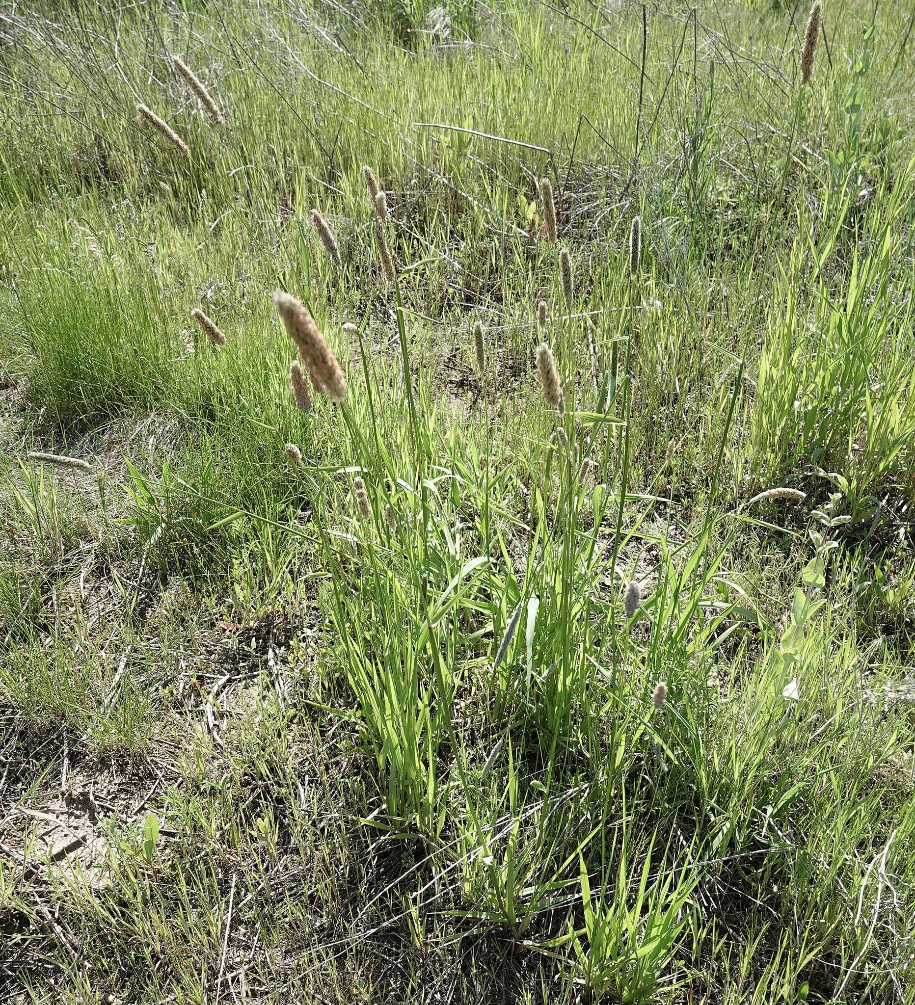 Image of Creeping Foxtail