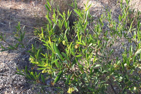 Image of Dodonaea lanceolata F. Müll.