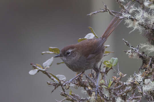 Image of White-chinned Thistletail