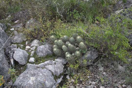 Слика од Coryphantha glassii Dicht & A. Lüthy