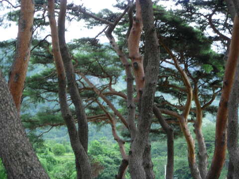 Image of Japanese Red Pine