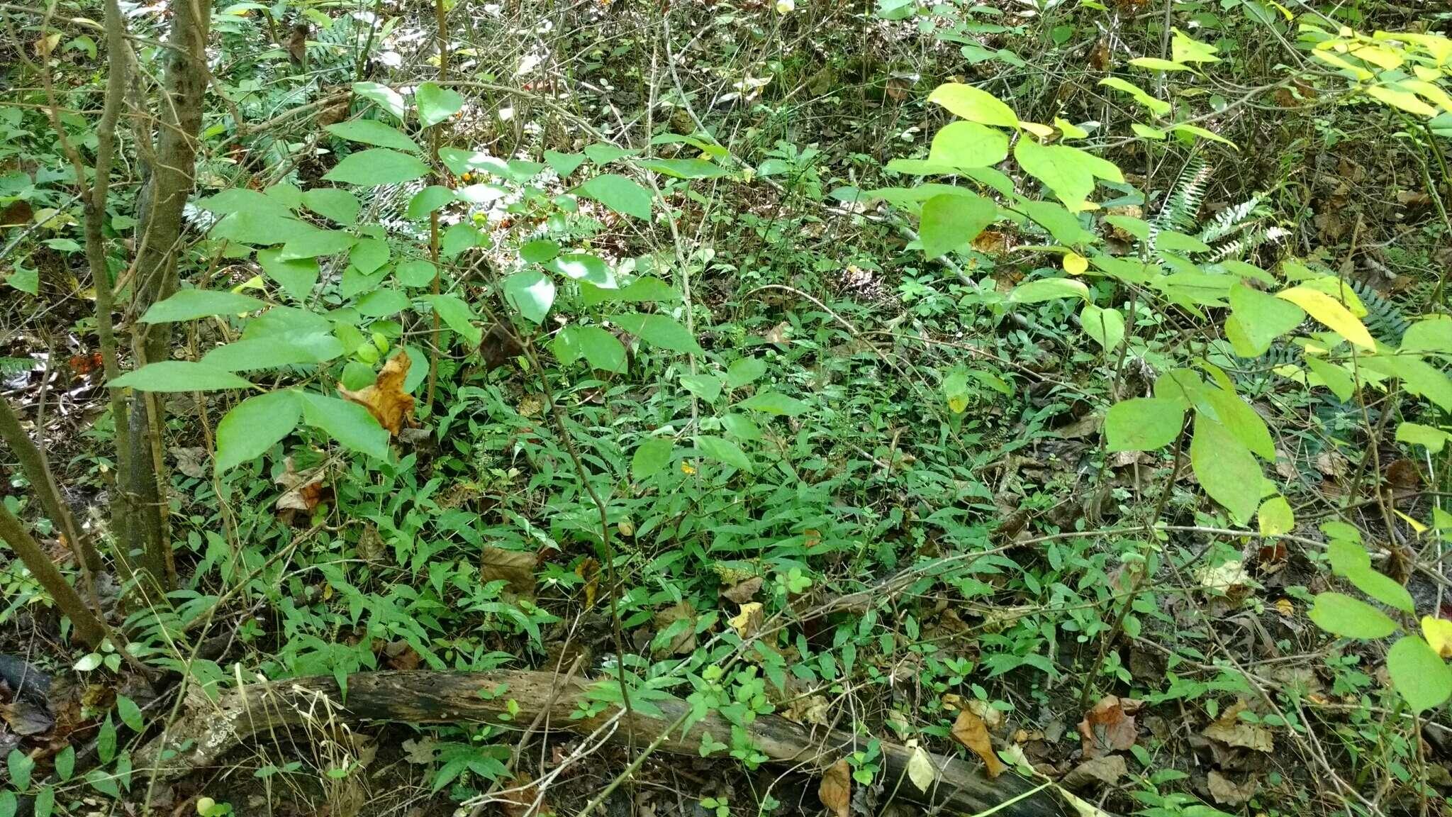 Image of Wavyleaf Basketgrass