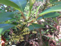 Image of Melicytus macrophyllus A. Cunn.