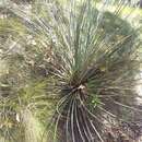 Image of Xanthorrhoea semiplana subsp. semiplana