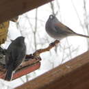 Imagem de Junco hyemalis cismontanus Dwight 1918