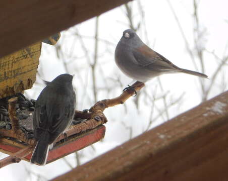 صورة Junco hyemalis cismontanus Dwight 1918