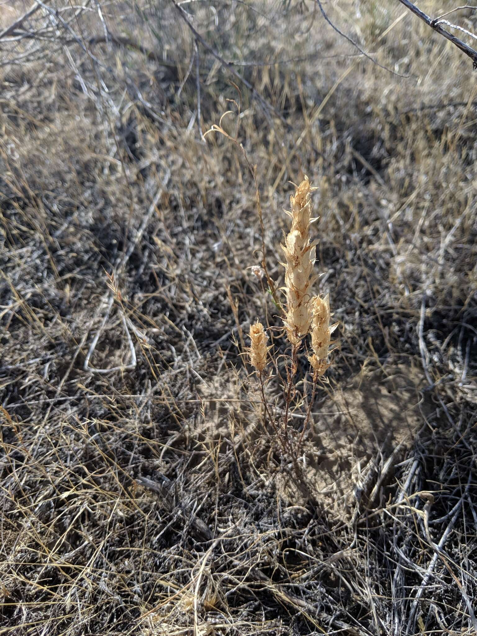 Слика од Orthocarpus barbatus J. S. Cotton