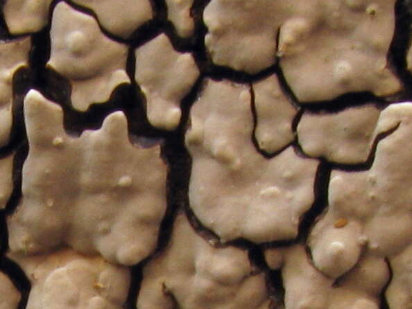 Image of Ceramic fungus