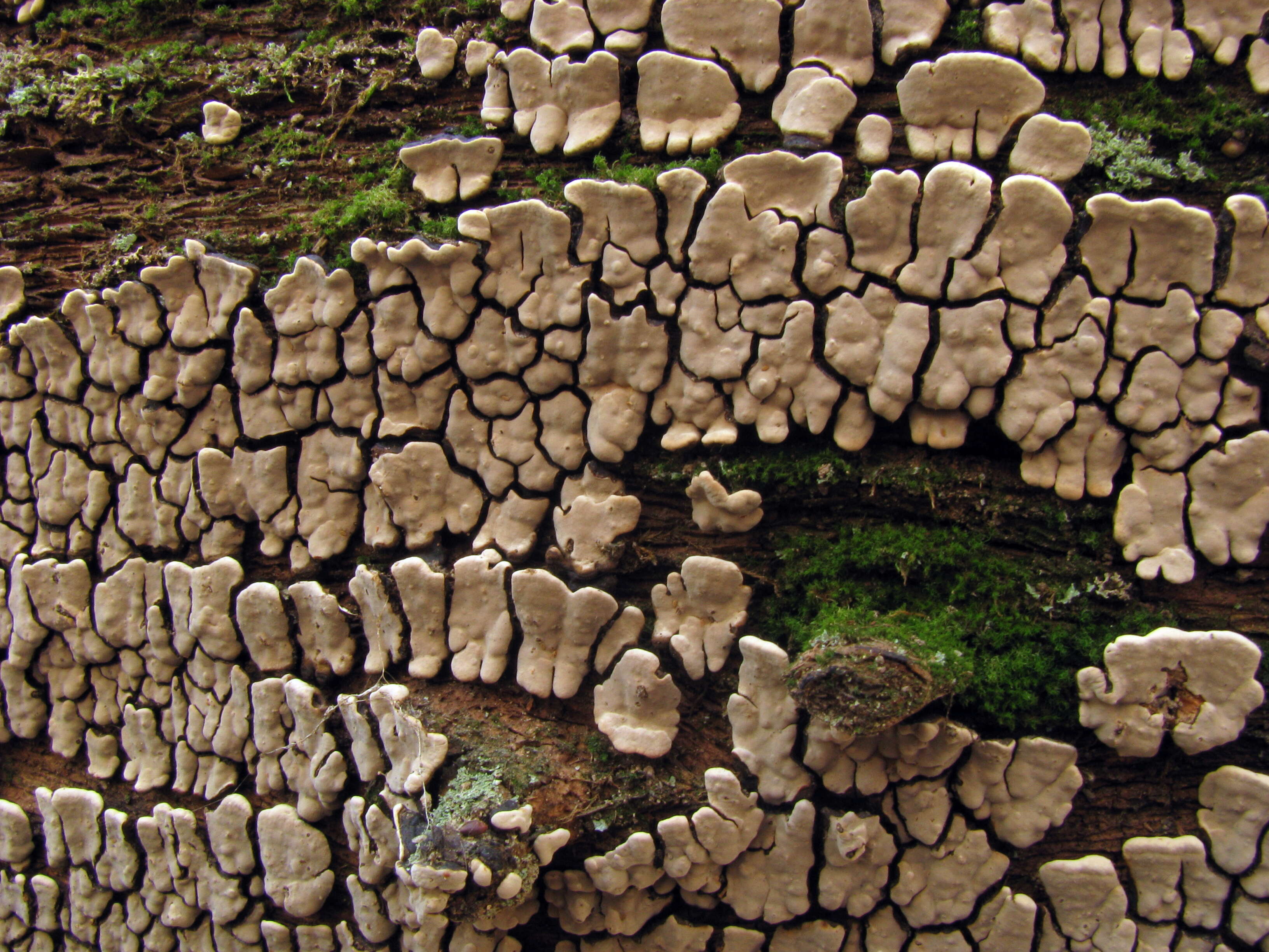 Image of Ceramic fungus