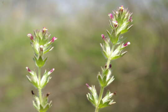 Image of broadleaf glandweed