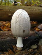 Coprinopsis atramentaria (Bull.) Redhead, Vilgalys & Moncalvo 2001 resmi