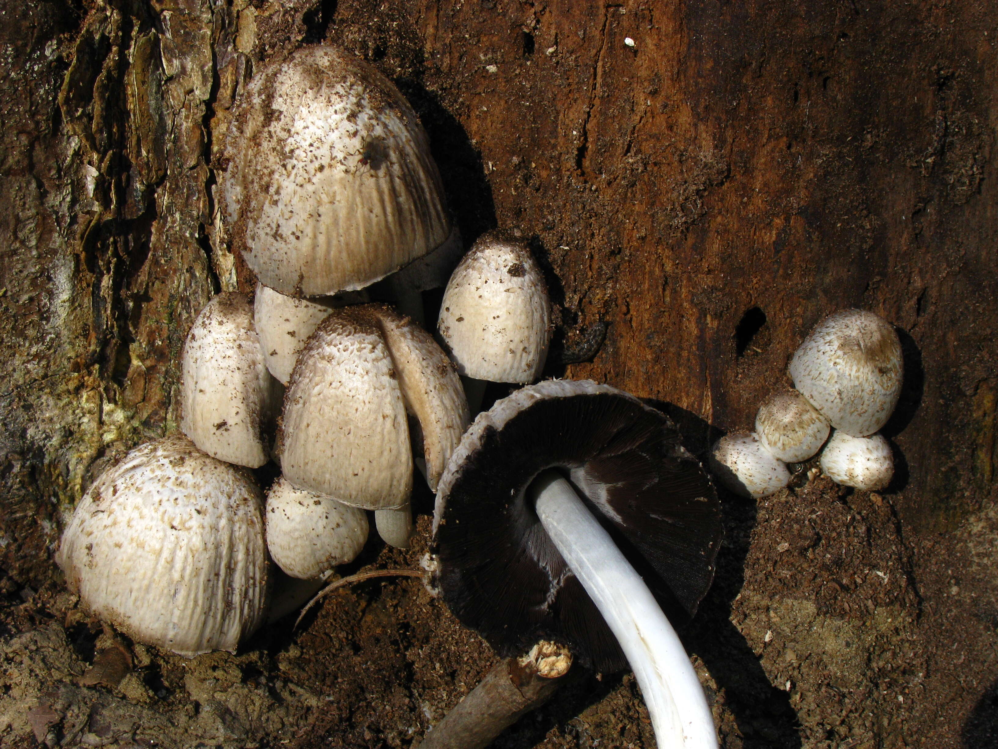 Coprinopsis atramentaria (Bull.) Redhead, Vilgalys & Moncalvo 2001 resmi