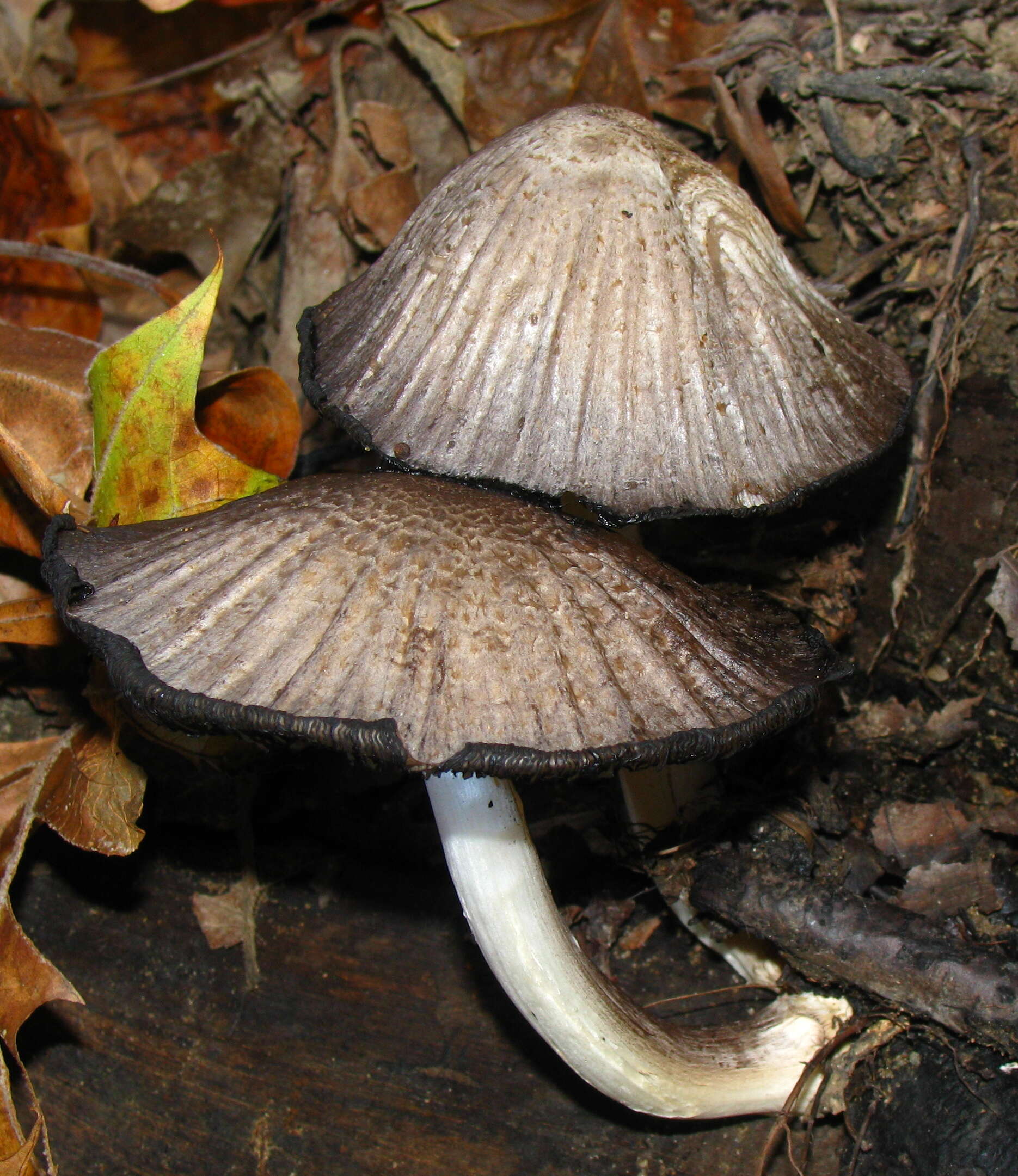 Coprinopsis atramentaria (Bull.) Redhead, Vilgalys & Moncalvo 2001 resmi