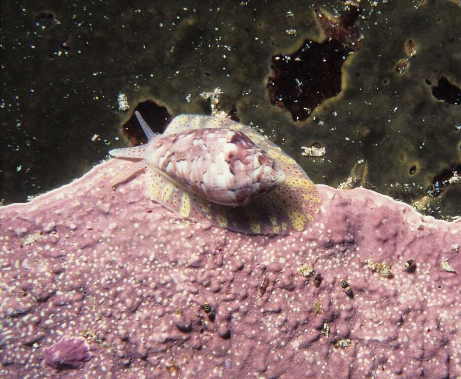 Image of Marginella Lamarck 1799