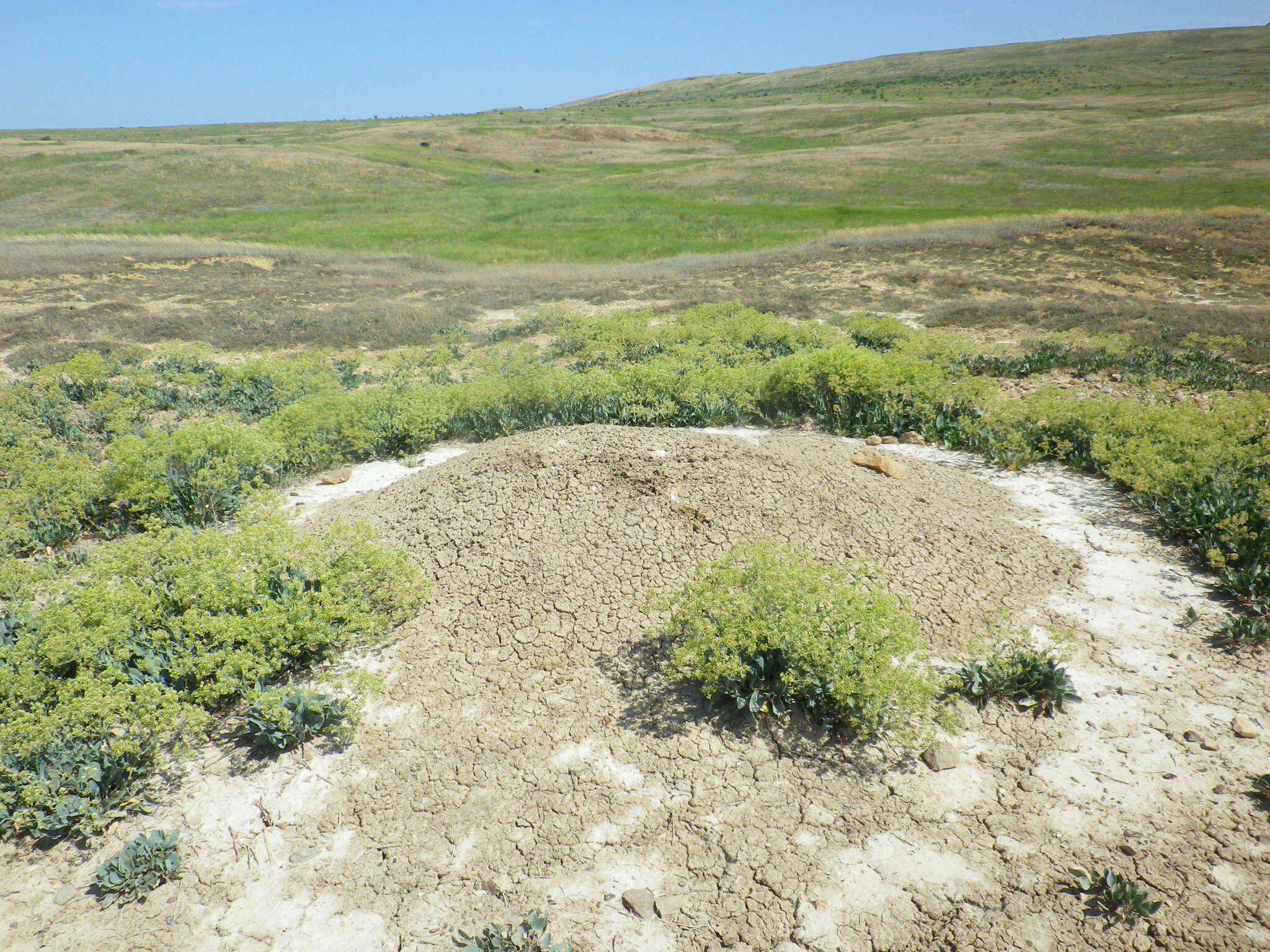 صورة Lepidium cartilagineum (J. Mayer) Thell.