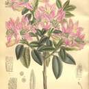 Image of Rhododendron concinnum Hemsl.