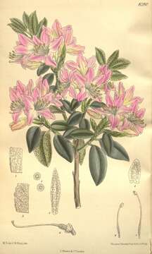 Image of Rhododendron concinnum Hemsl.