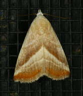 Image of Straight-lined Seed Moth