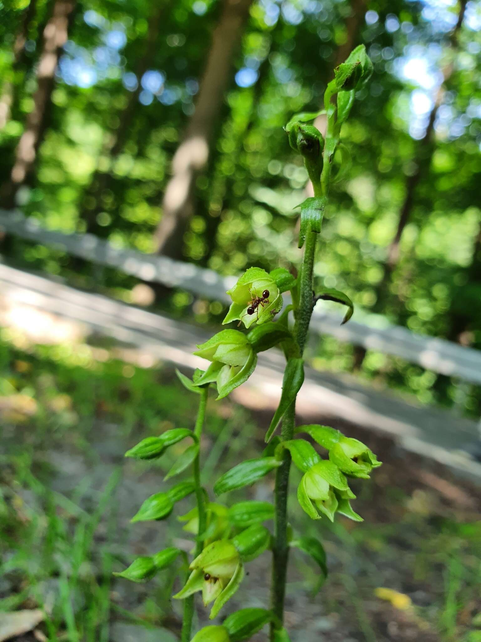 Image of Epipactis albensis Nováková & Rydlo