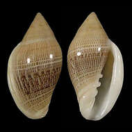 Marginella belcheri Hinds 1844的圖片