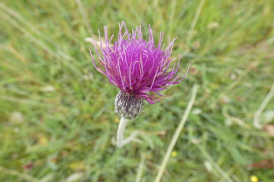 Imagem de Cirsium dissectum (L.) Hill