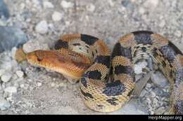 Image of Northern Mexian Bull Snake