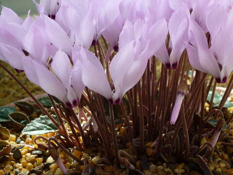 Image of Cyclamen cilicium subsp. mirabile (Hildebr.) Ietsw.