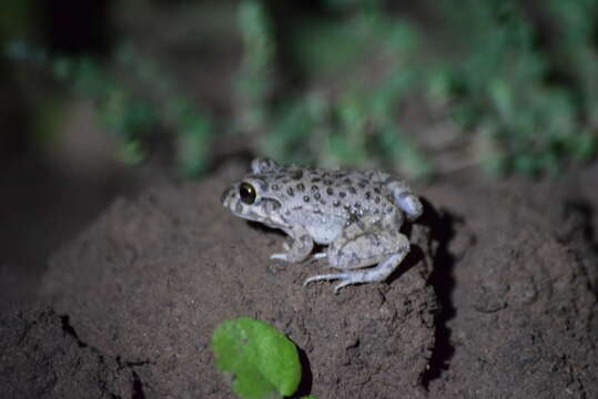 Image of Leptodactylus bufonius Boulenger 1894