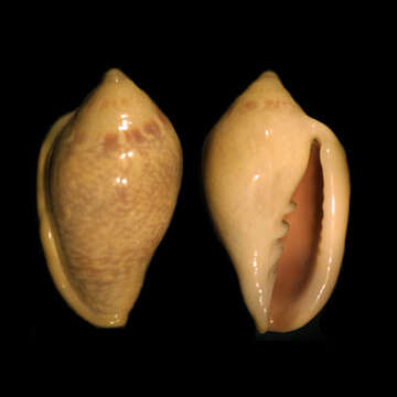 Image of shiny marginella