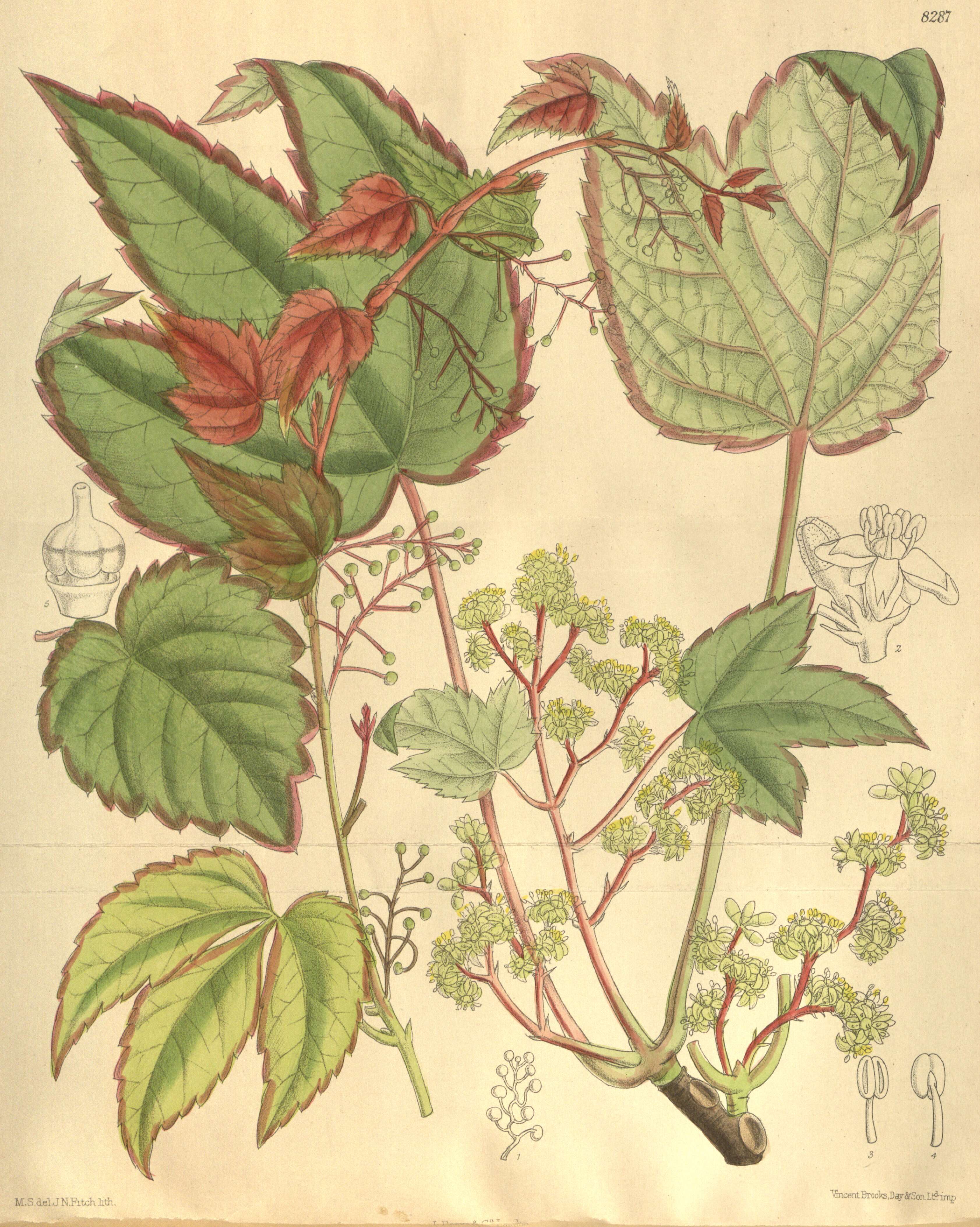 Image of Japanese Creeper