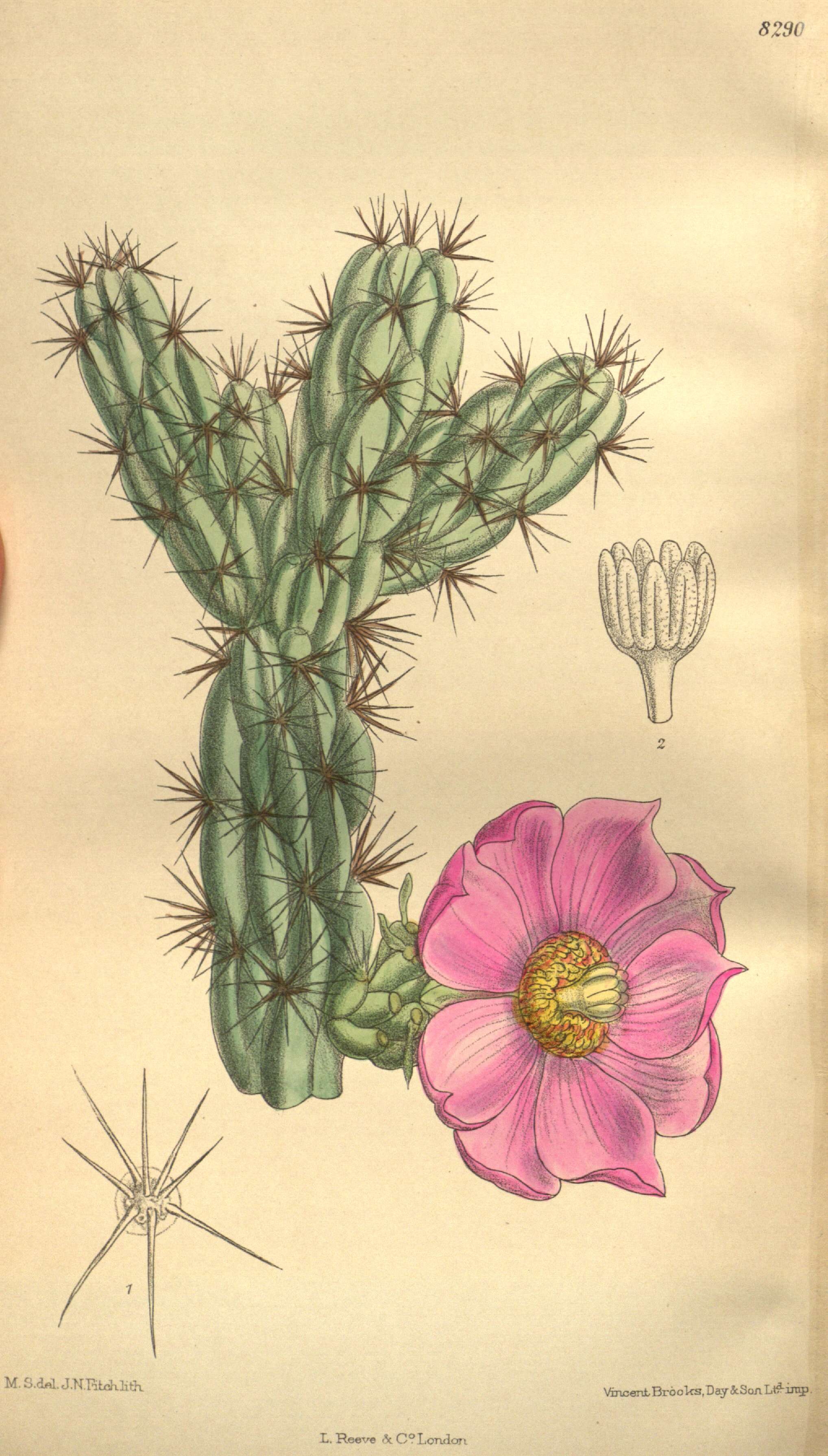 Image de Cylindropuntia imbricata (Haw.) F. M. Knuth