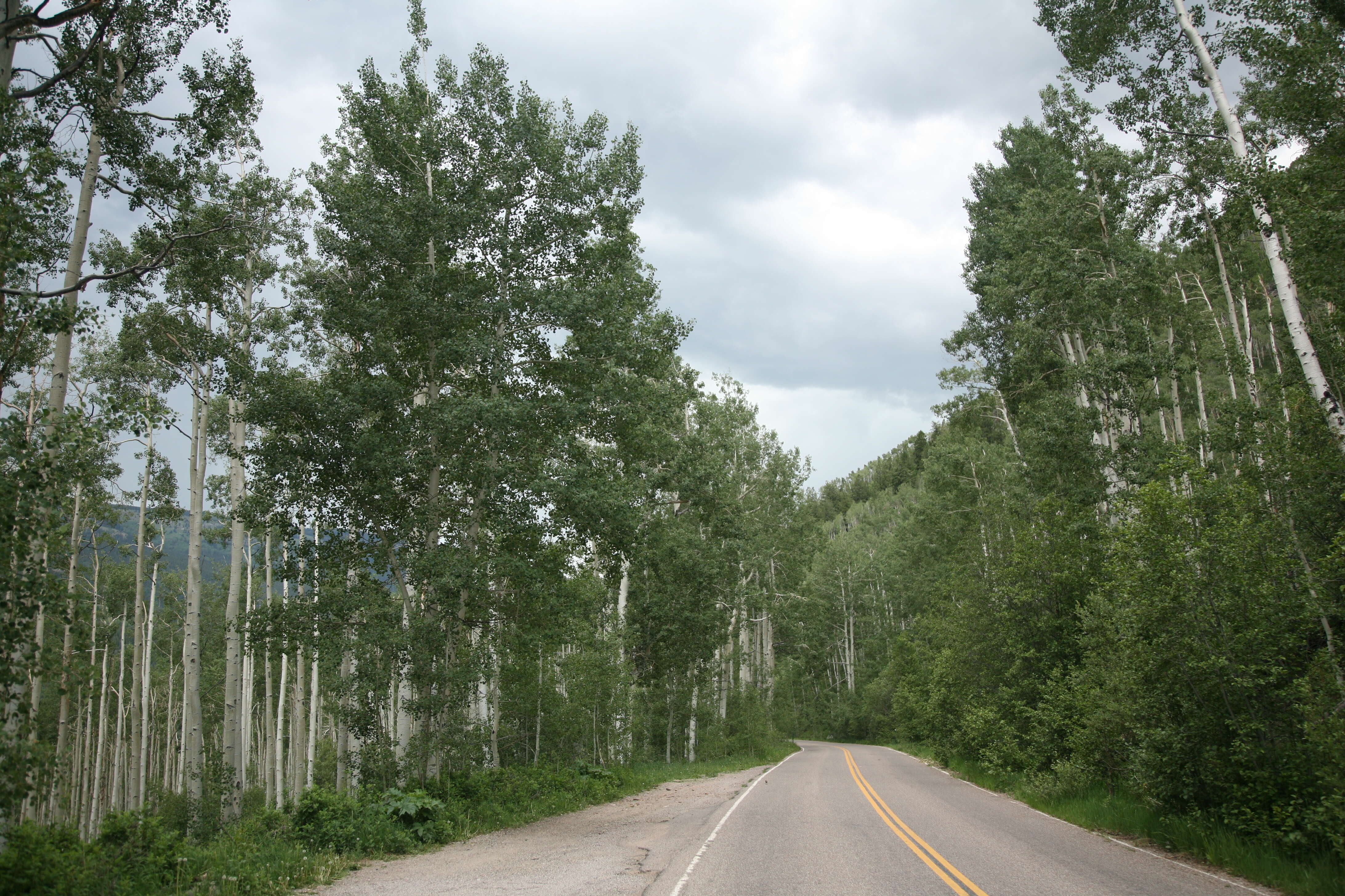 Image of quaking aspen