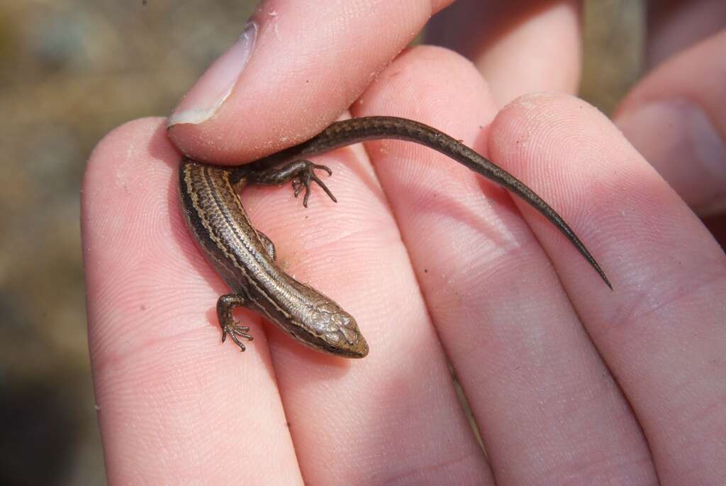 Image de Oligosoma polychroma (Patterson & Daugherty 1990)