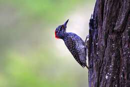 Image of Nubian Woodpecker