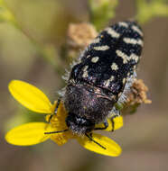 Image of Acmaeodera bacchariphaga Westcott & Verity 1977