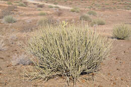 Image of Damara milk-bush