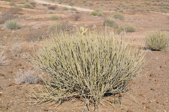 Image of Damara milk-bush