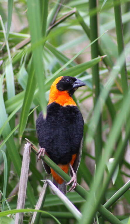 Image of Red Bishop