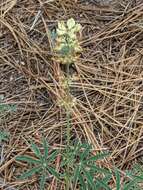 Sivun Lupinus andersonii S. Watson kuva